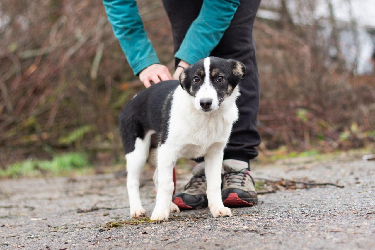 Chiens à adopter